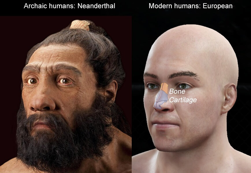 Genes de Neandertales determinarían la altura de nuestra nariz